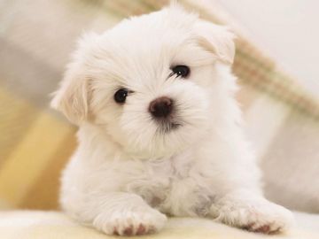 Lovely Fantastic Cute Dog HD Wallpaper High Resolution Desktop - Android / iPhone HD Wallpaper Background Download